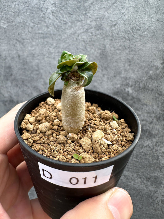 【現品限り】アデニウム・DHA 獅子葉 葉巻 美肌【D11】 Adenium DHA
