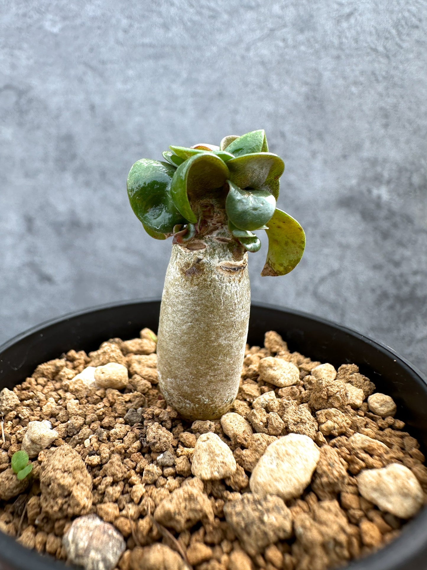 【現品限り】アデニウム・DHA 獅子葉 葉巻 美肌【D11】 Adenium DHA