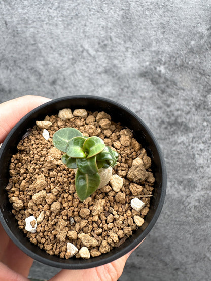 【現品限り】アデニウム・DHA 獅子葉 葉巻 美肌【D12】 Adenium DHA