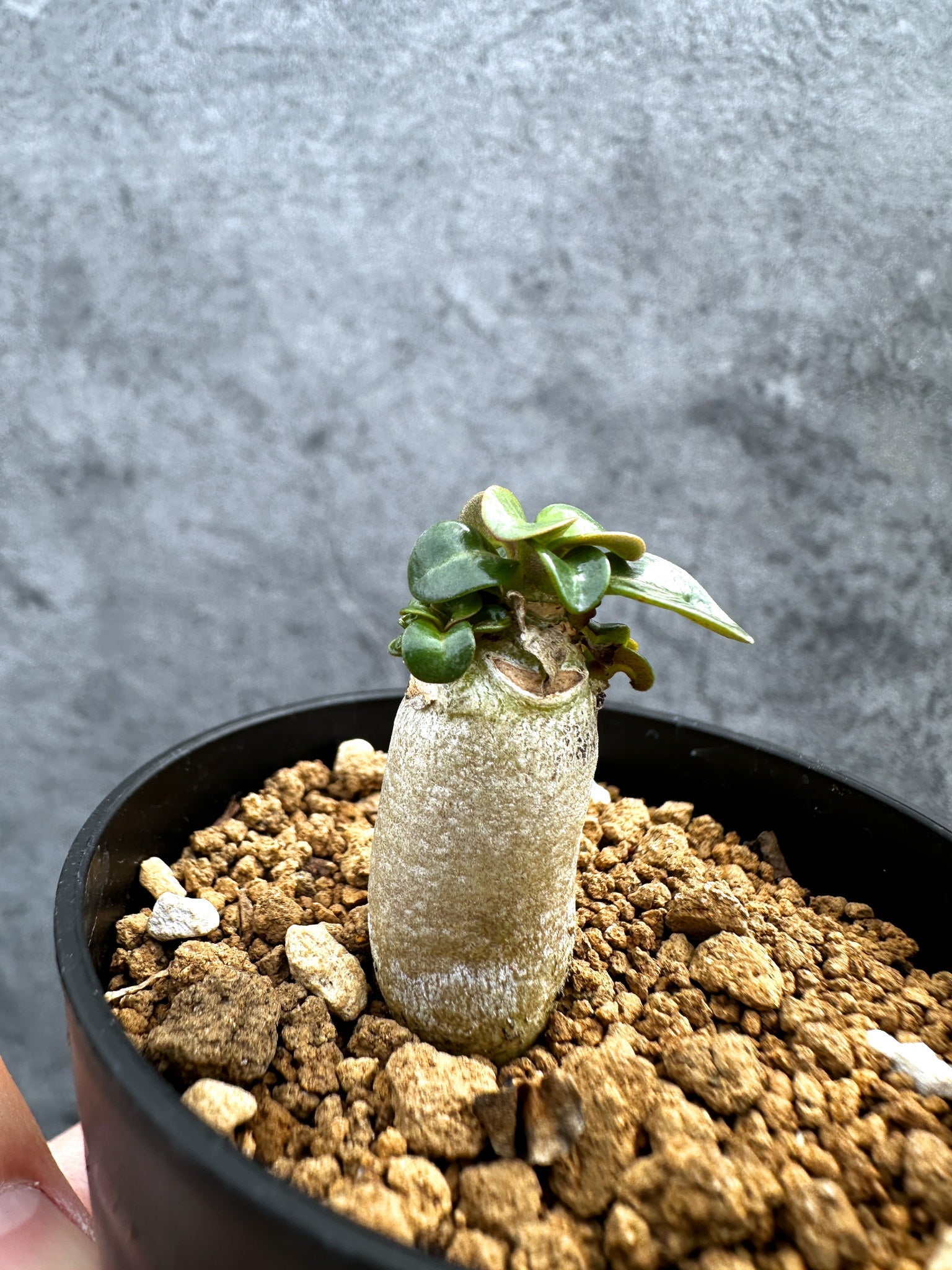アデニウム・DHA 獅子葉 葉巻 美肌【D12】 Adenium DHA 塊根植物