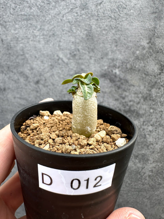 【現品限り】アデニウム・DHA 獅子葉 葉巻 美肌【D12】 Adenium DHA