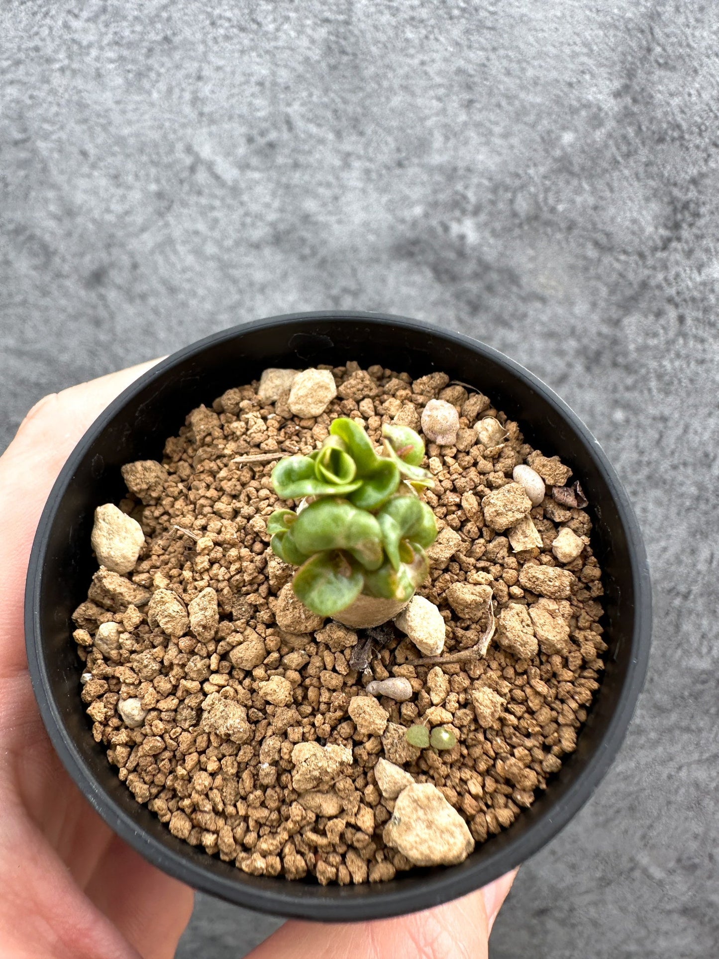 【現品限り】アデニウム・DHA 獅子葉 葉巻 美肌【D13】 Adenium DHA