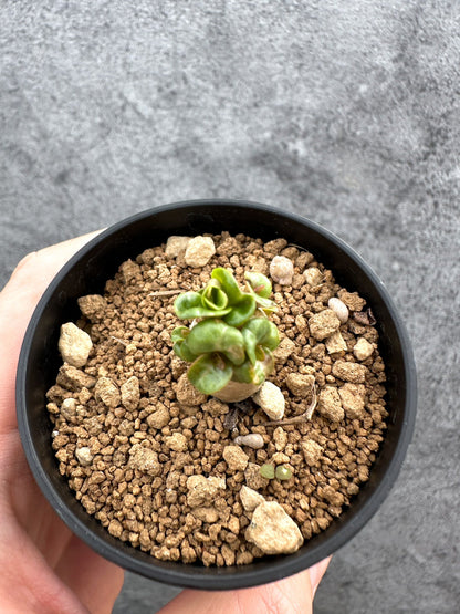 【現品限り】アデニウム・DHA 獅子葉 葉巻 美肌【D13】 Adenium DHA