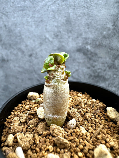 【現品限り】アデニウム・DHA 獅子葉 葉巻 美肌【D13】 Adenium DHA