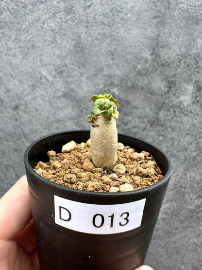 【現品限り】アデニウム・DHA 獅子葉 葉巻 美肌【D13】 Adenium DHA