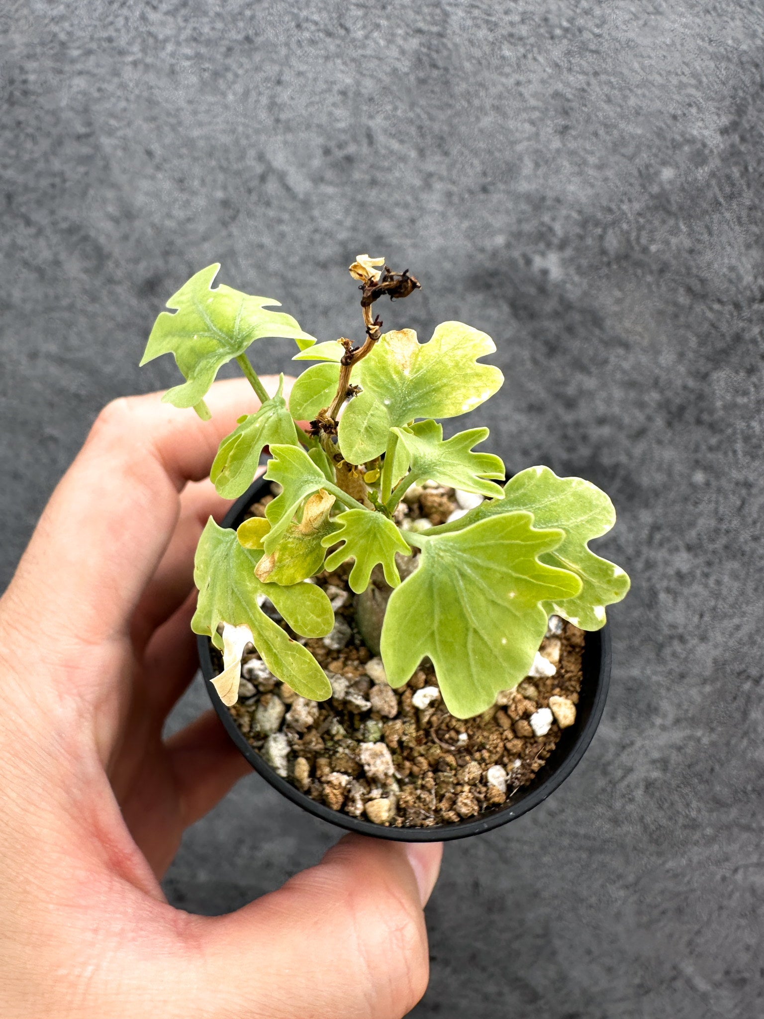 アデニア・グラウカ 実生【D14】 Adenia glauca 塊根植物 コーデックス