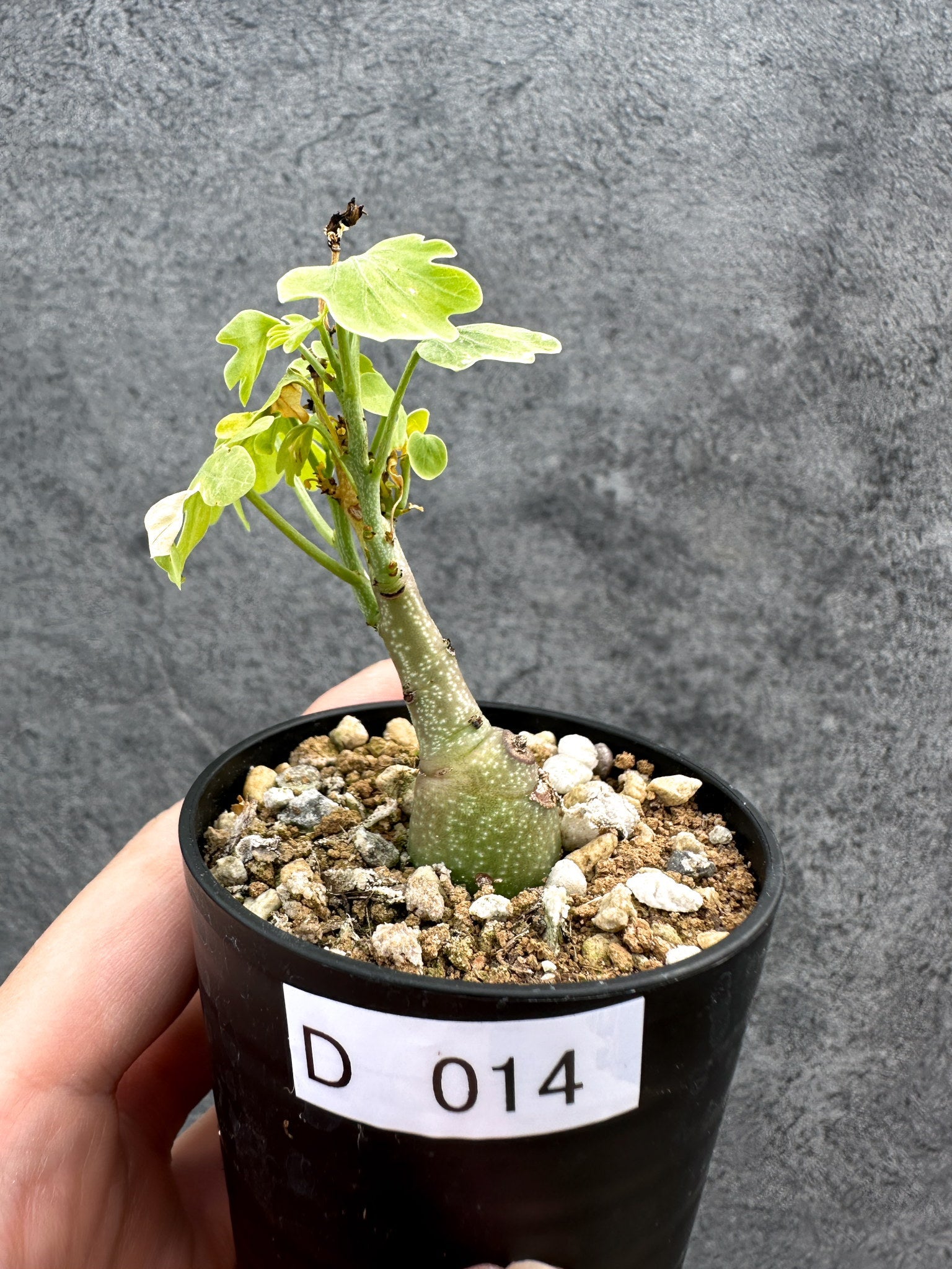 アデニア・グラウカ 実生【D14】 Adenia glauca 塊根植物 コーデックス