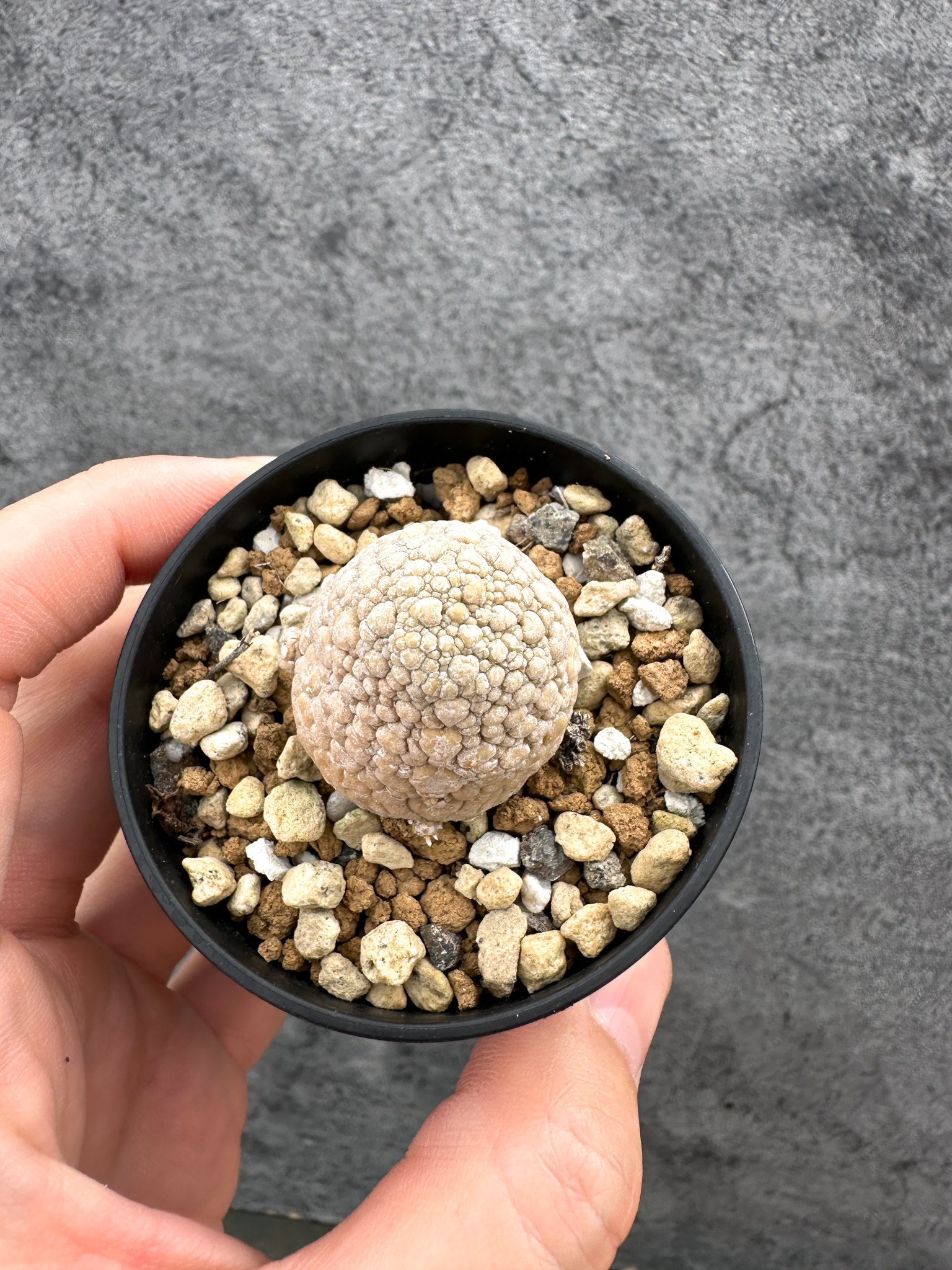 プセウドリトス(Pseudolithos) – プラントブラザーズ