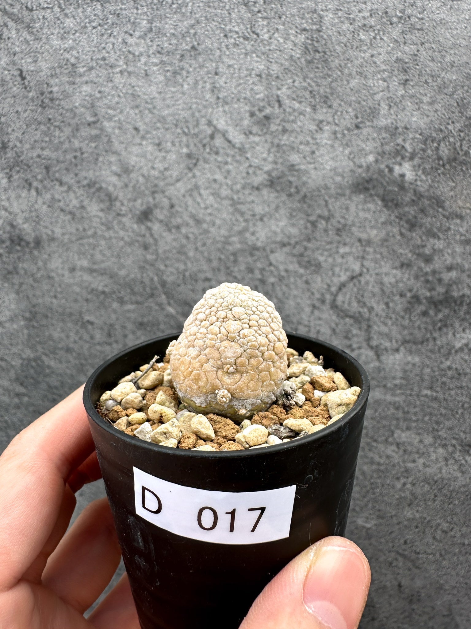 プセウドリトス(Pseudolithos) – プラントブラザーズ