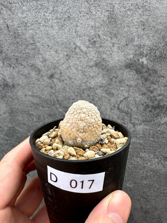 【現品限り】プセウドリトス・ミギウルティヌス 実生【D17】 Pseudolithos migiurtinus