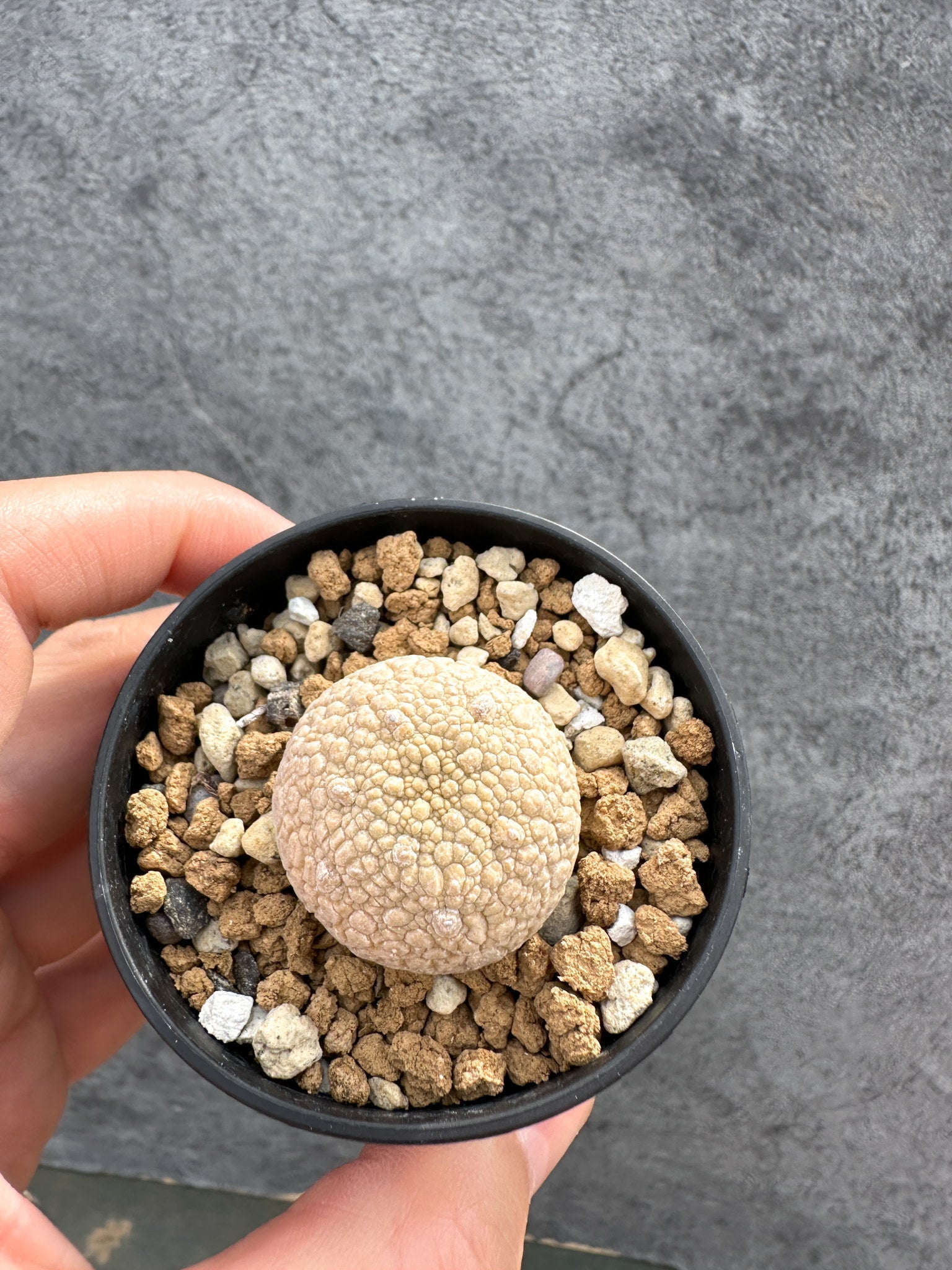 プセウドリトス(Pseudolithos) – プラントブラザーズ