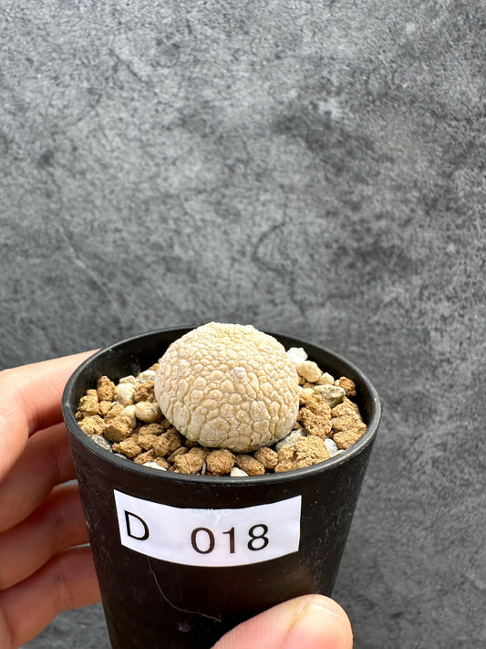 【現品限り】プセウドリトス・ミギウルティヌス 実生【D18】 Pseudolithos migiurtinus