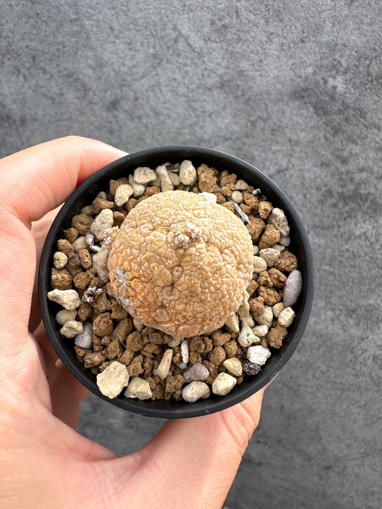 プセウドリトス(Pseudolithos) – プラントブラザーズ