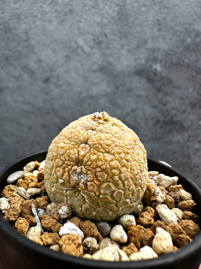 【現品限り】プセウドリトス・ミギウルティヌス 実生【D19】 Pseudolithos migiurtinus