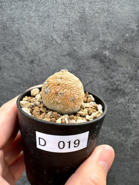 【現品限り】プセウドリトス・ミギウルティヌス 実生【D19】 Pseudolithos migiurtinus