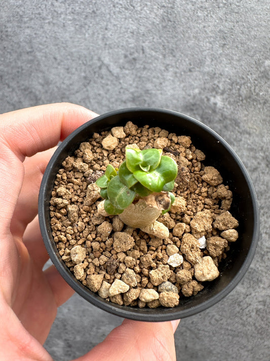 【現品限り】アデニウム・DHA 獅子葉 葉巻 美肌【D1】 Adenium DHA