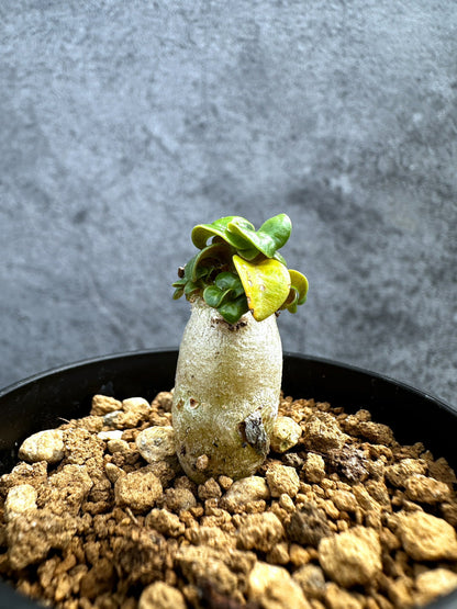 【現品限り】アデニウム・DHA 獅子葉 葉巻 美肌【D1】 Adenium DHA