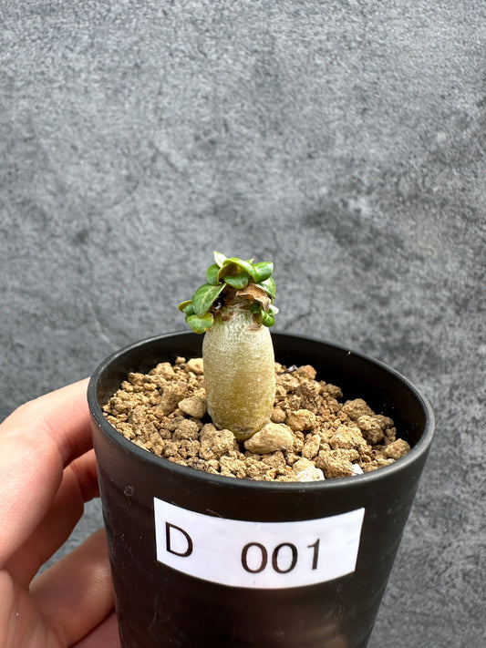 【現品限り】アデニウム・DHA 獅子葉 葉巻 美肌【D1】 Adenium DHA