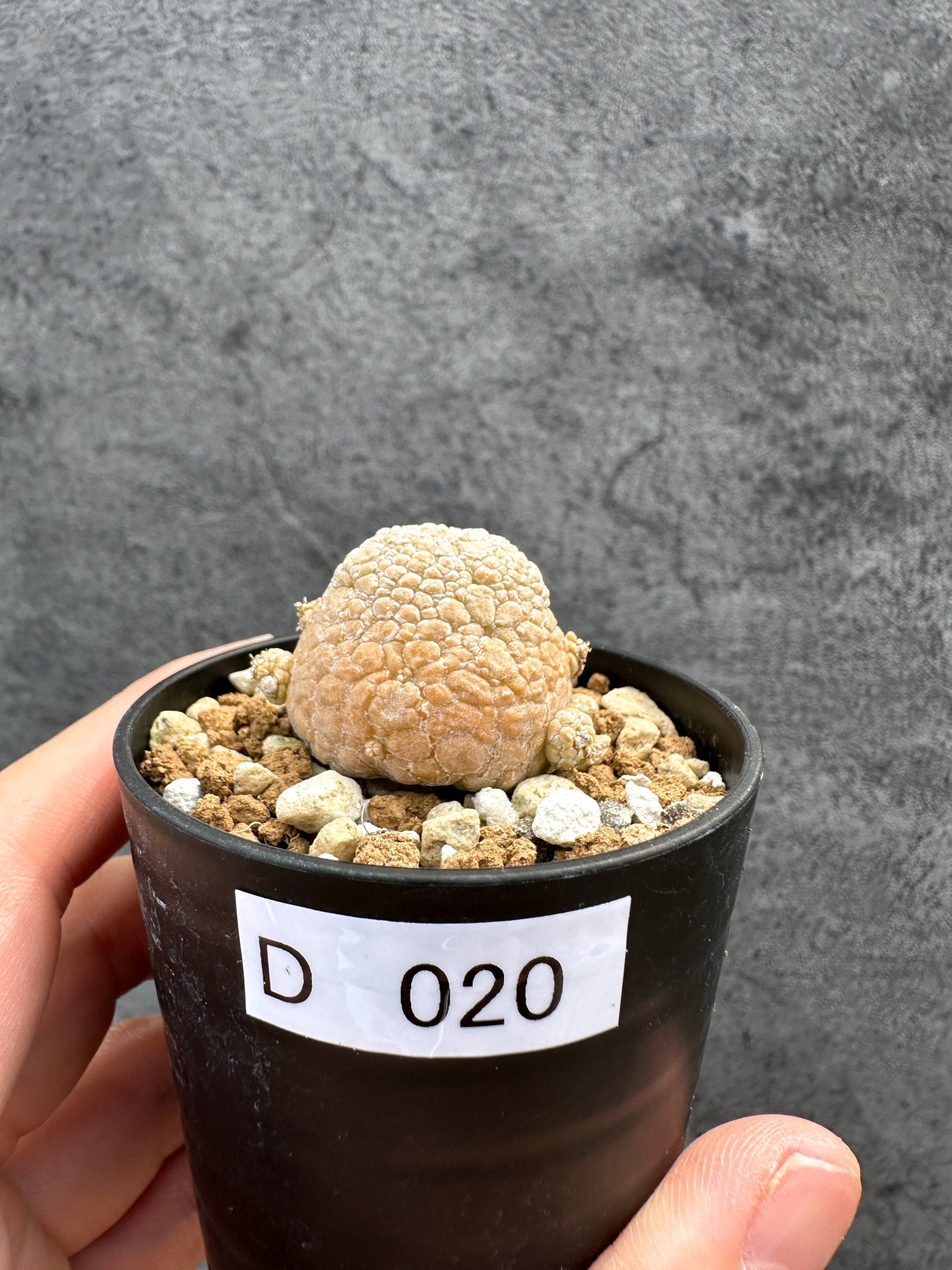 プセウドリトス(Pseudolithos) – プラントブラザーズ