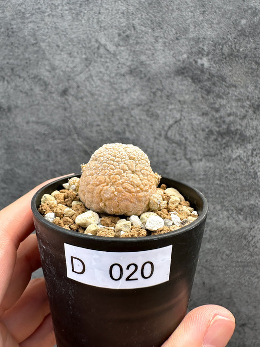 【現品限り】プセウドリトス・ミギウルティヌス 実生【D20】 Pseudolithos migiurtinus