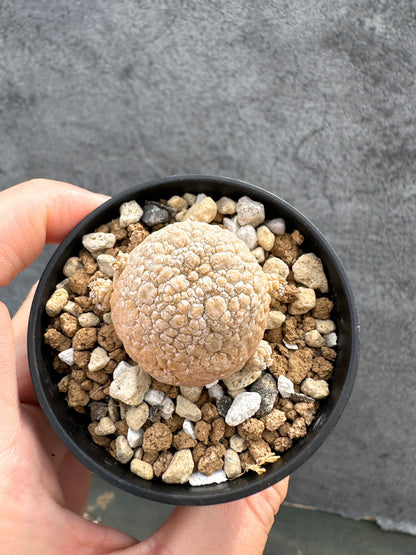 【現品限り】プセウドリトス・ミギウルティヌス 実生【D20】 Pseudolithos migiurtinus