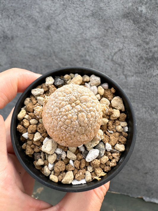 【現品限り】プセウドリトス・ミギウルティヌス 実生【D20】 Pseudolithos migiurtinus