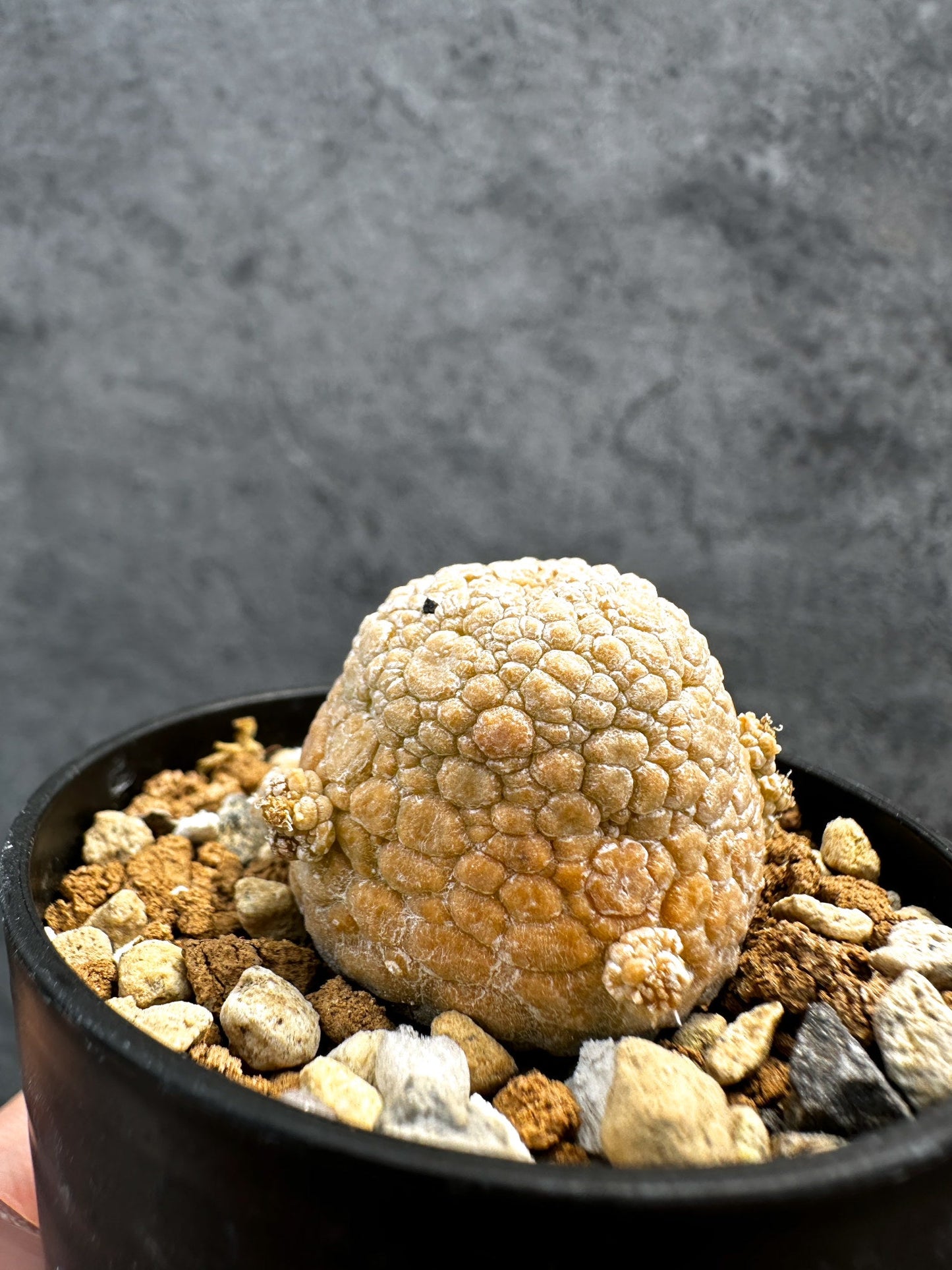 【現品限り】プセウドリトス・ミギウルティヌス 実生【D20】 Pseudolithos migiurtinus