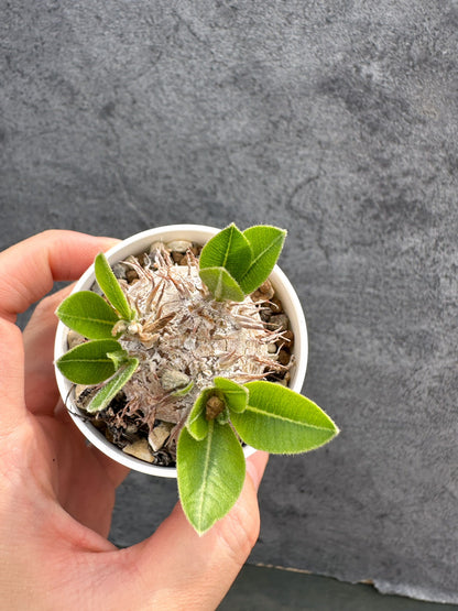 【現品限り】パキポディウム・ブレビカウレ 恵比寿笑い 実生【D21】 Pachypodium brevicaule