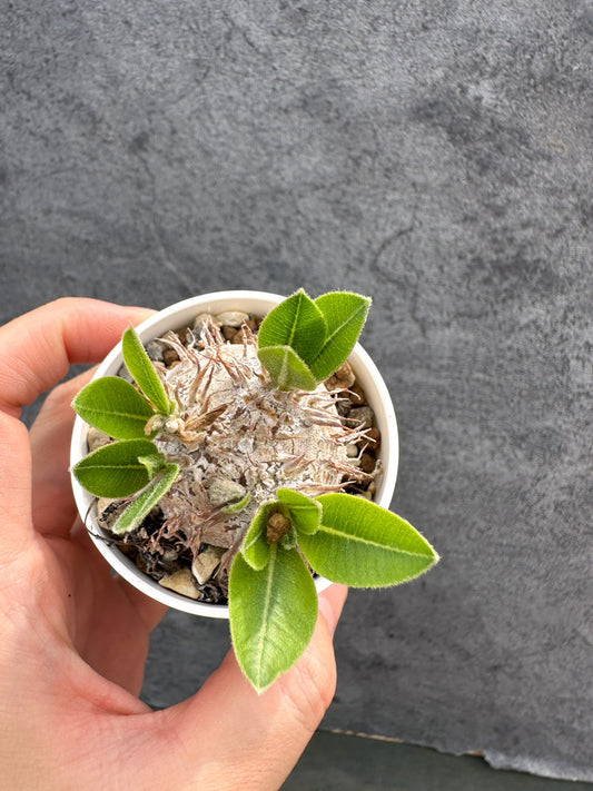 【現品限り】パキポディウム・ブレビカウレ 恵比寿笑い 実生【D21】 Pachypodium brevicaule