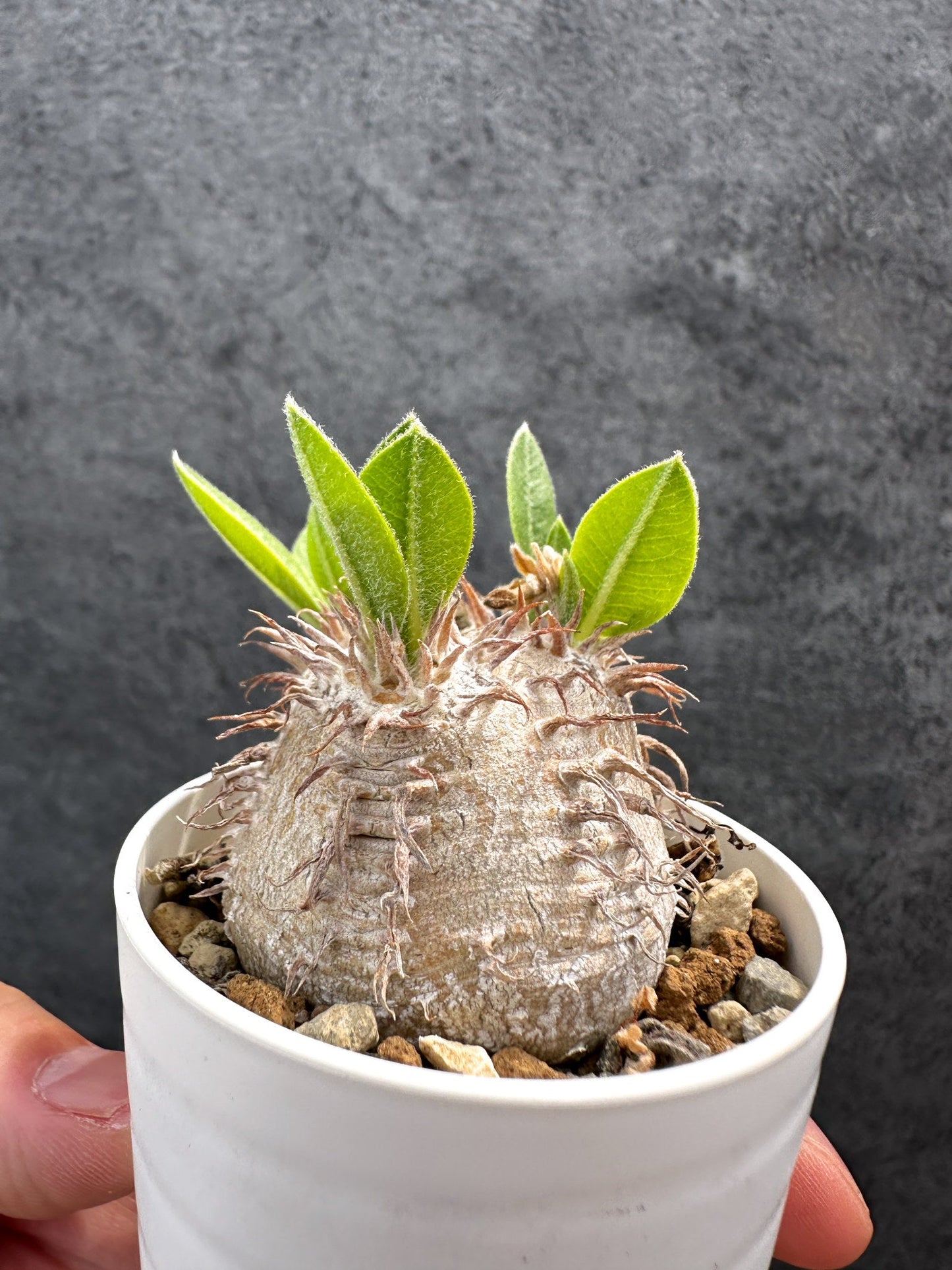 【現品限り】パキポディウム・ブレビカウレ 恵比寿笑い 実生【D21】 Pachypodium brevicaule