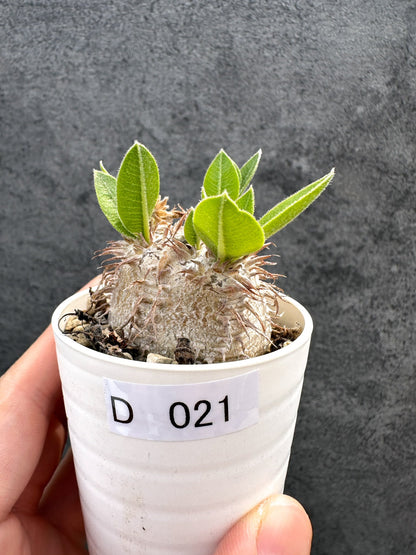 【現品限り】パキポディウム・ブレビカウレ 恵比寿笑い 実生【D21】 Pachypodium brevicaule