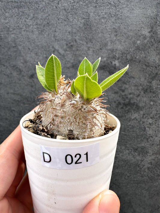 【現品限り】パキポディウム・ブレビカウレ 恵比寿笑い 実生【D21】 Pachypodium brevicaule