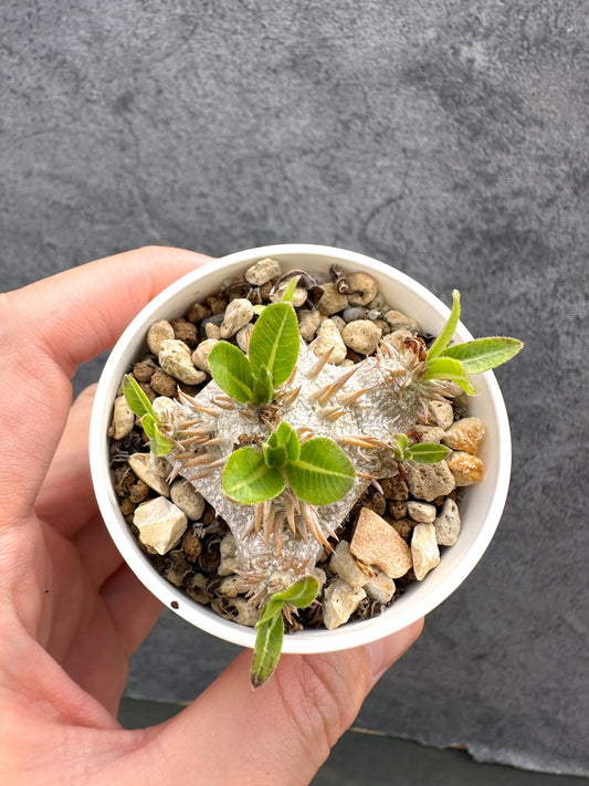 【現品限り】パキポディウム・ブレビカウレ 恵比寿笑い 実生【D22】 Pachypodium brevicaule