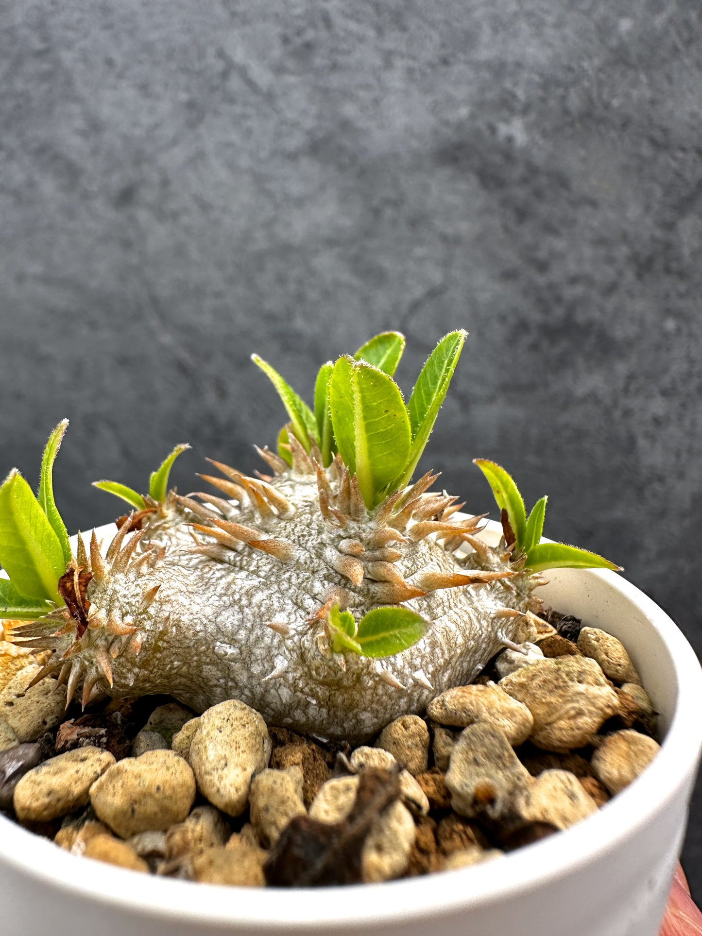 【現品限り】パキポディウム・ブレビカウレ 恵比寿笑い 実生【D22】 Pachypodium brevicaule