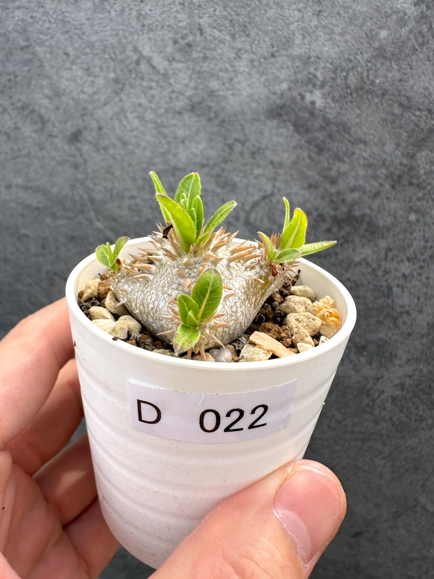 【現品限り】パキポディウム・ブレビカウレ 恵比寿笑い 実生【D22】 Pachypodium brevicaule