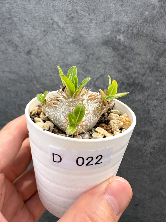 【現品限り】パキポディウム・ブレビカウレ 恵比寿笑い 実生【D22】 Pachypodium brevicaule