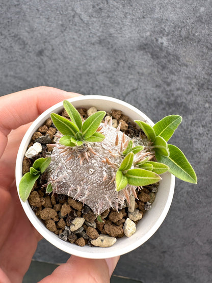 【現品限り】パキポディウム・ブレビカウレ 恵比寿笑い 実生【D23】 Pachypodium brevicaule