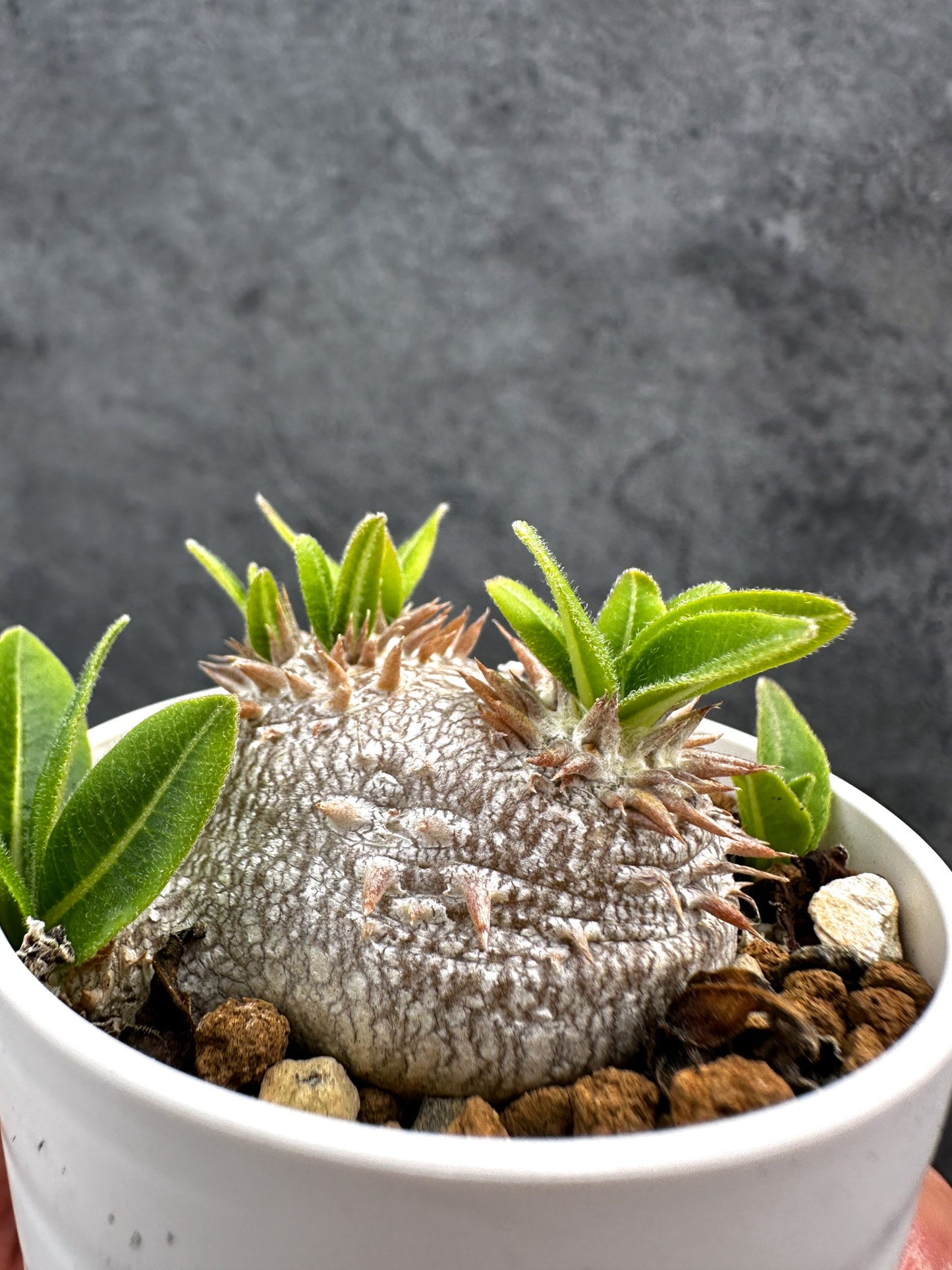 【現品限り】パキポディウム・ブレビカウレ 恵比寿笑い 実生【D23】 Pachypodium brevicaule