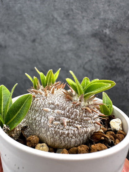 【現品限り】パキポディウム・ブレビカウレ 恵比寿笑い 実生【D23】 Pachypodium brevicaule