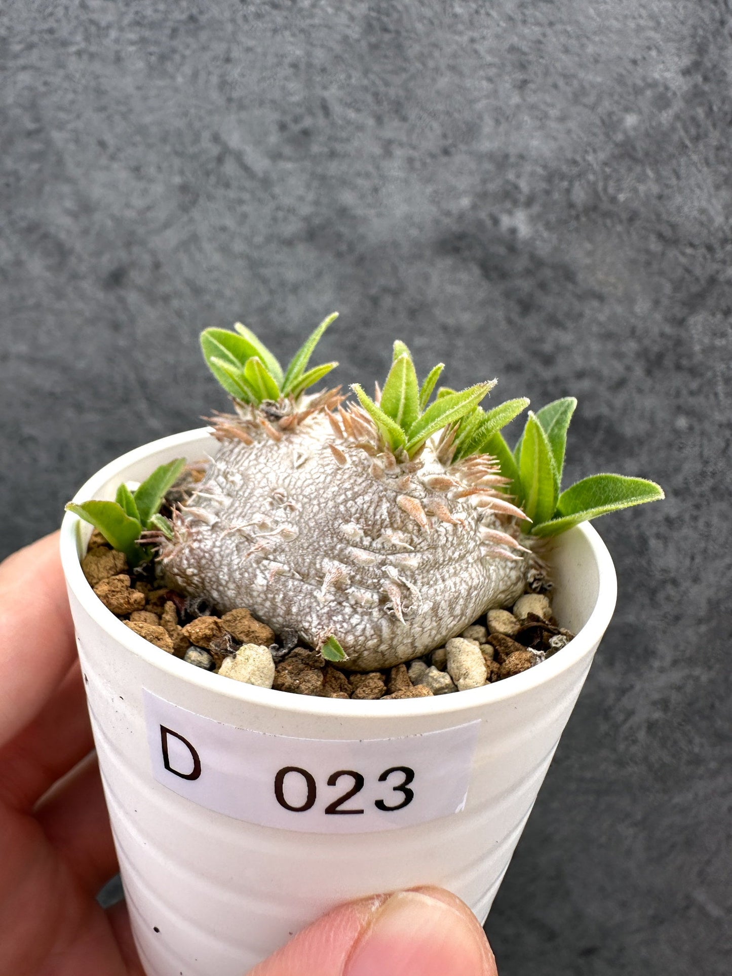 【現品限り】パキポディウム・ブレビカウレ 恵比寿笑い 実生【D23】 Pachypodium brevicaule