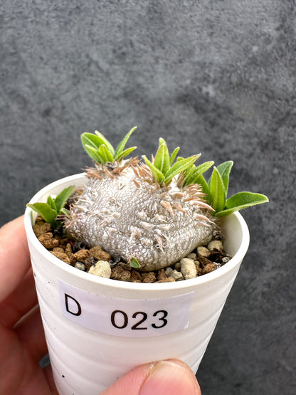 【現品限り】パキポディウム・ブレビカウレ 恵比寿笑い 実生【D23】 Pachypodium brevicaule