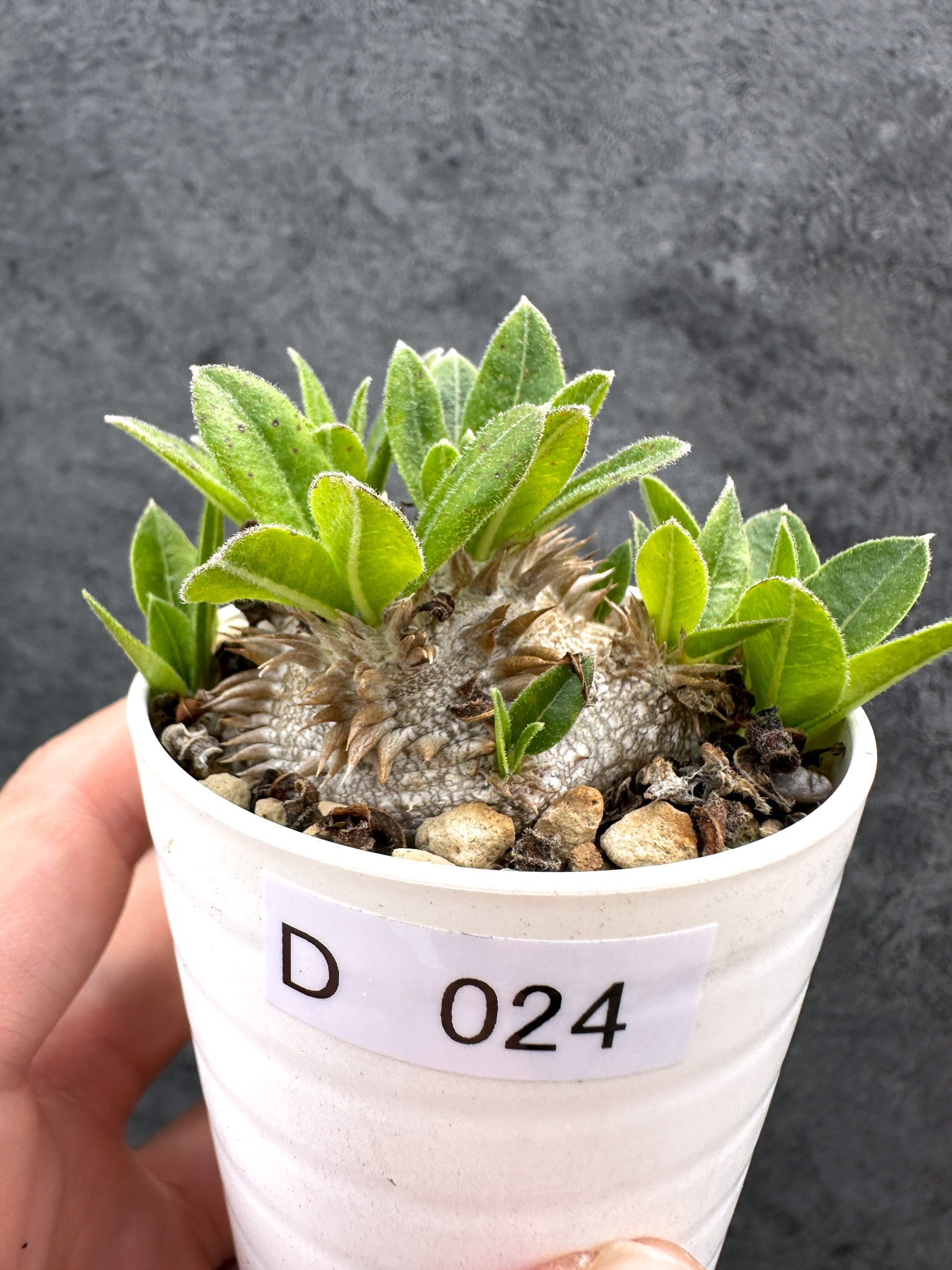 パキポディウム(Pachypodium)の種子・植物 通販サイト – Page 2