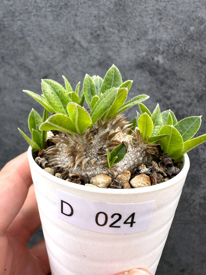 【現品限り】パキポディウム・ブレビカウレ 恵比寿笑い 実生【D24】 Pachypodium brevicaule