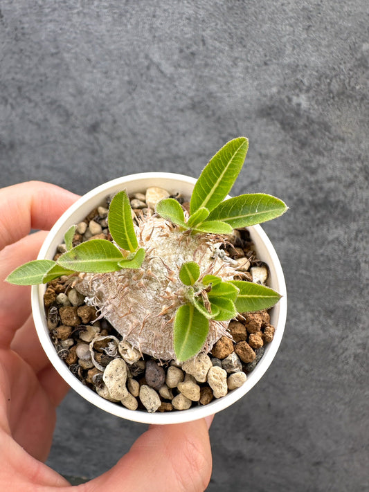 【現品限り】パキポディウム・ブレビカウレ 恵比寿笑い 実生【D25】 Pachypodium brevicaule