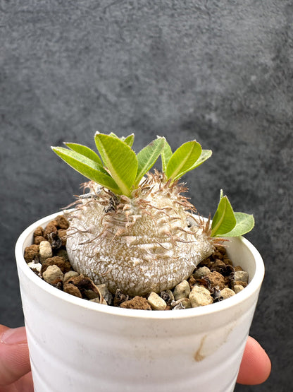 【現品限り】パキポディウム・ブレビカウレ 恵比寿笑い 実生【D25】 Pachypodium brevicaule
