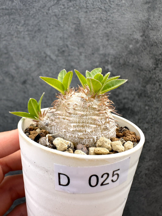 【現品限り】パキポディウム・ブレビカウレ 恵比寿笑い 実生【D25】 Pachypodium brevicaule