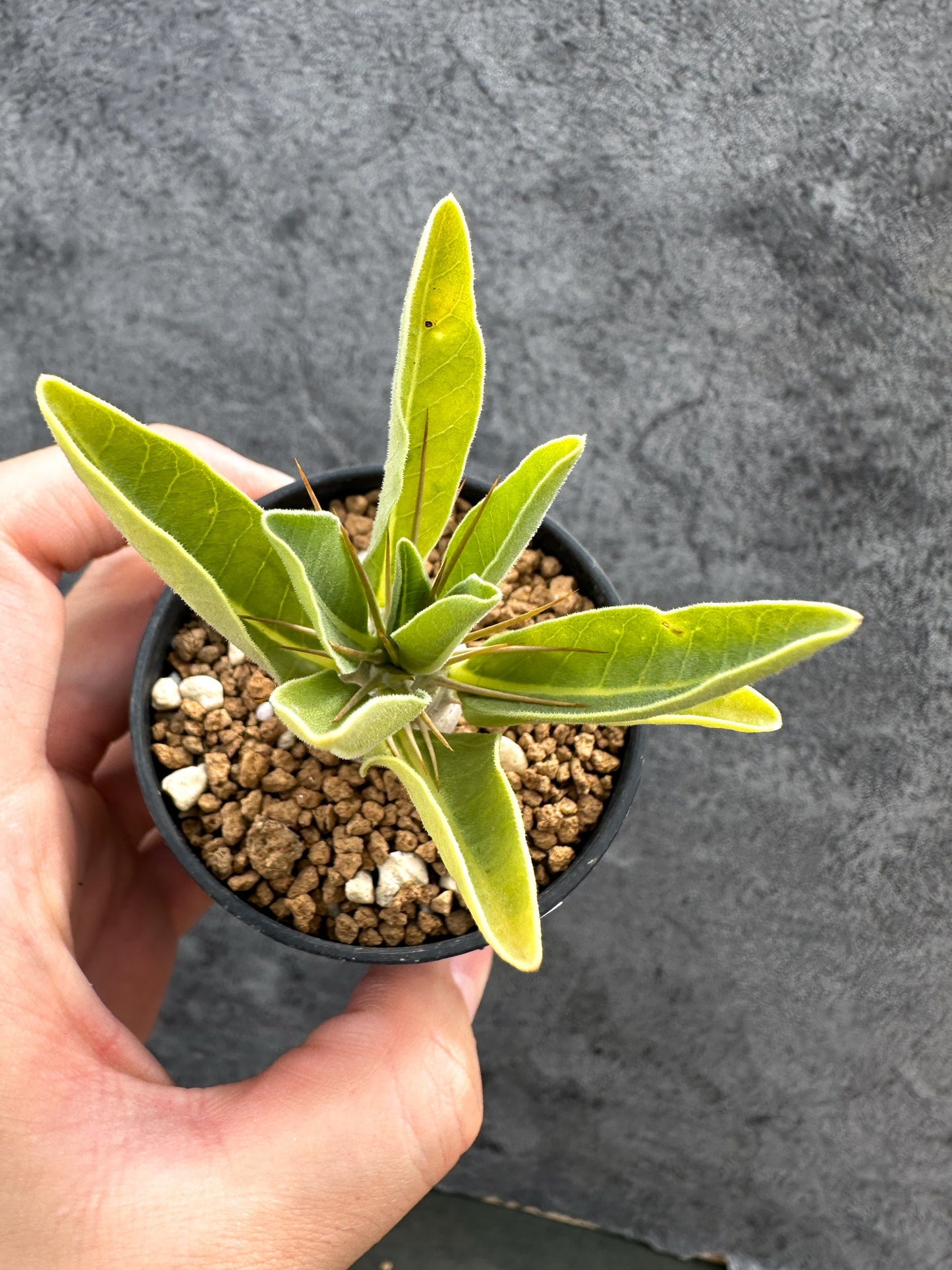 【現品限り】パキポディウム・レアリー 実生【D26】 Pachypodium lealii