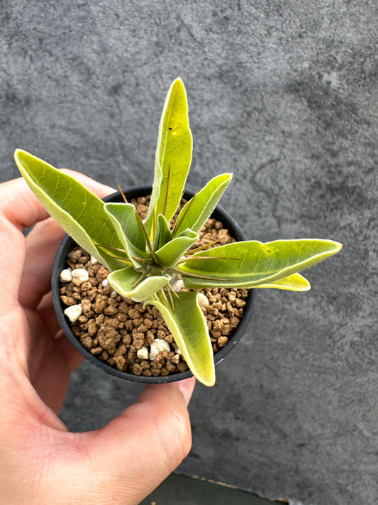 【現品限り】パキポディウム・レアリー 実生【D26】 Pachypodium lealii