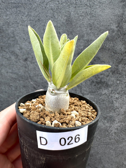 【現品限り】パキポディウム・レアリー 実生【D26】 Pachypodium lealii