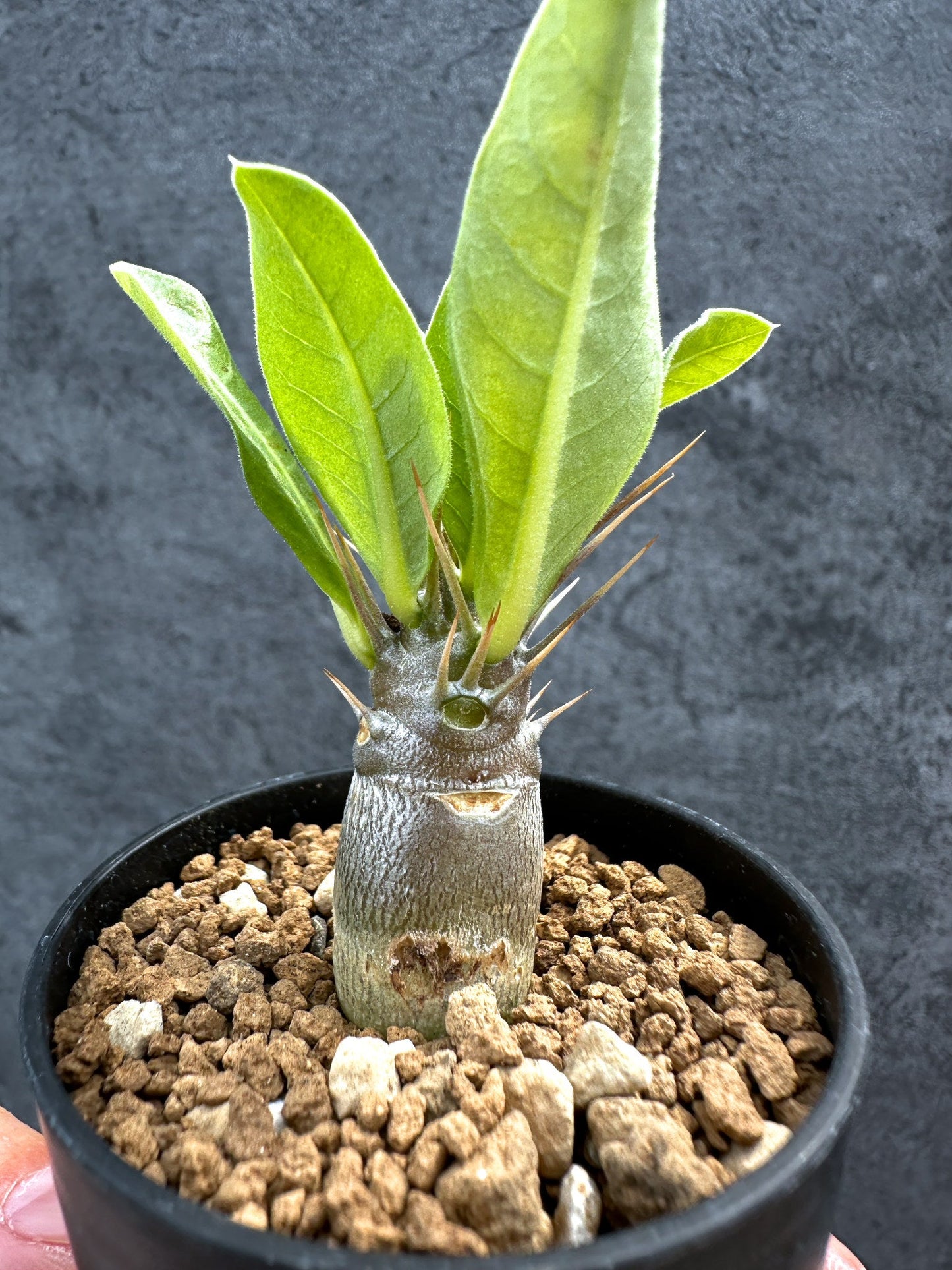【現品限り】パキポディウム・レアリー 実生【D27】 Pachypodium lealii